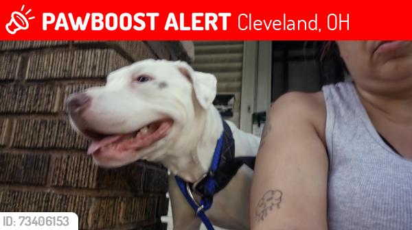 Lost Female Dog last seen W117 Cleveland ohio, Cleveland, OH 44111