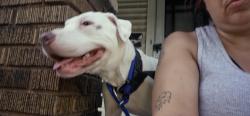 Lost Female Dog last seen W117 Cleveland ohio, Cleveland, OH 44111