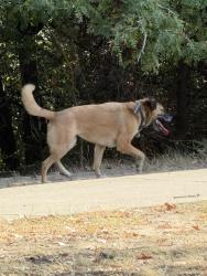 Found/Stray Female Dog last seen Thrush Park Wooded area behind dinosaur park play structure, Flower Mound, TX 75028