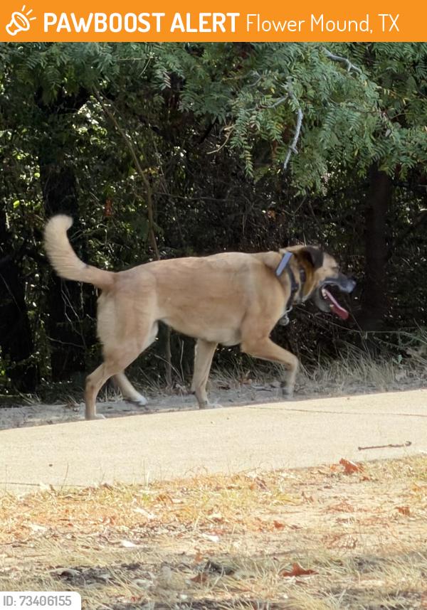 Found/Stray Female Dog last seen Thrush Park Wooded area behind dinosaur park play structure, Flower Mound, TX 75028