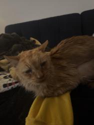 Reunited Female Cat last seen Veselich Ave and Garden Ave, Los Angeles, CA 90039