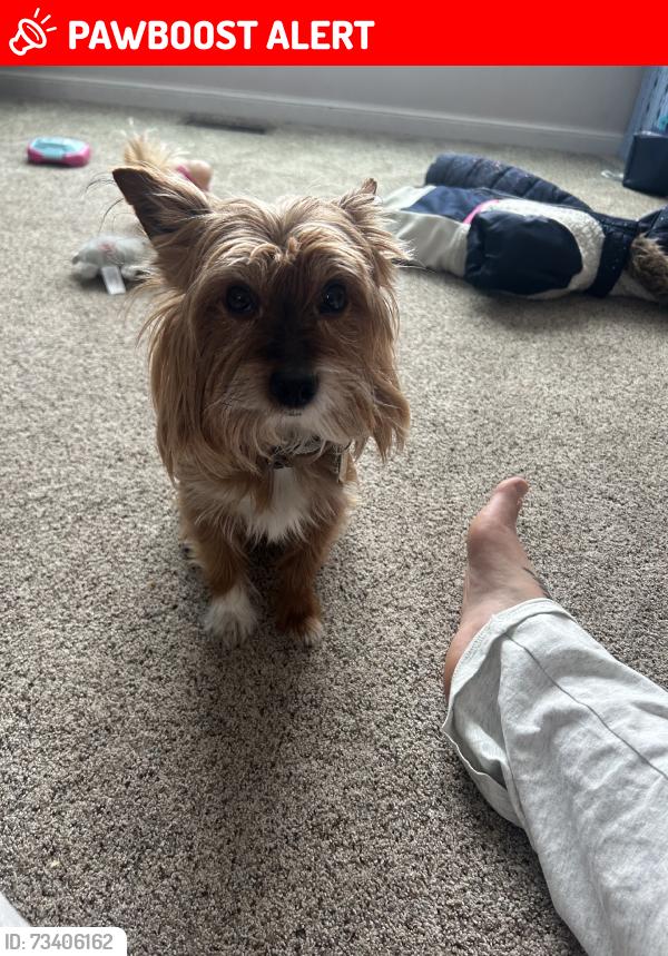 Lost Male Dog last seen Butler warren, fields ertel, Snider, Deerfield Township, OH 45040