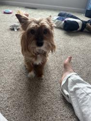 Lost Male Dog last seen Butler warren, fields ertel, Snider, Deerfield Township, OH 45040