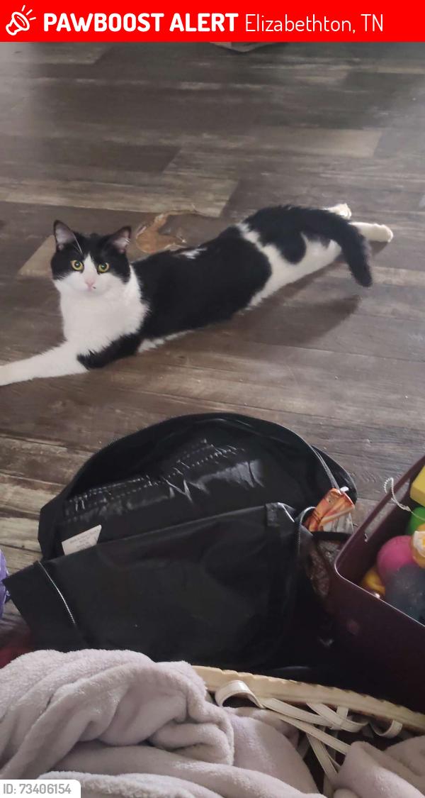 Lost Male Cat last seen South hills park, Elizabethton, TN 37643