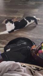Lost Male Cat last seen South hills park, Elizabethton, TN 37643