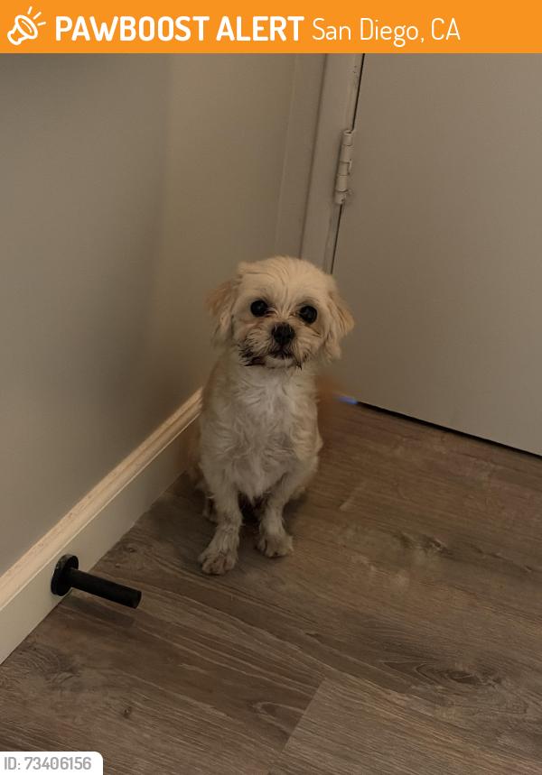 Found/Stray Unknown Dog last seen Adams and 33rd, San Diego, CA 92116