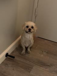 Found/Stray Unknown Dog last seen Adams and 33rd, San Diego, CA 92116