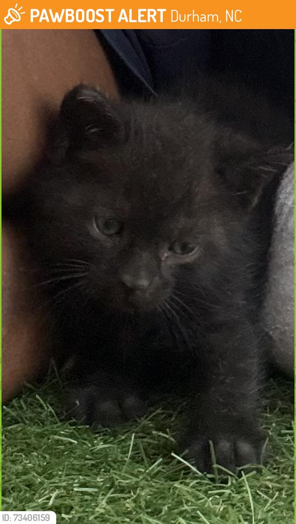 Found/Stray Female Cat last seen Danube Ln and Hebron rd, Durham, NC 27704