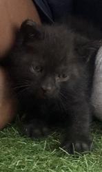Found/Stray Female Cat last seen Danube Ln and Hebron rd, Durham, NC 27704
