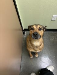Reunited Female Dog last seen Near North Ave, Vista, CA 92083, USA, Vista, CA 92083