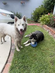 Reunited Unknown Dog last seen Valerio Street Elementary School, Los Angeles, CA 91405