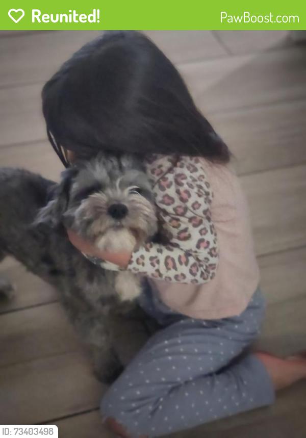 Reunited Female Dog last seen 49th Ave Peoria, Glendale, AZ 85302
