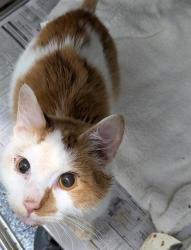 Shelter Stray Male Cat last seen CHARLOTTE, 8315 Byrum Dr, Charlotte, NC 28217, USA