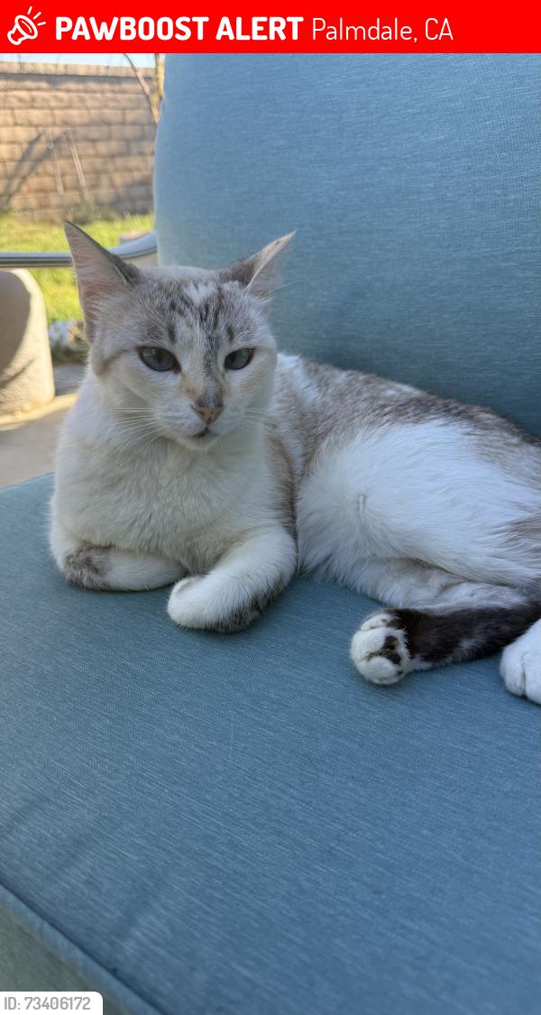 Lost Female Cat last seen 0-8 avenue and Caspian dr . 93551, Palmdale, CA 93551