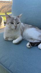 Lost Female Cat last seen 0-8 avenue and Caspian dr . 93551, Palmdale, CA 93551