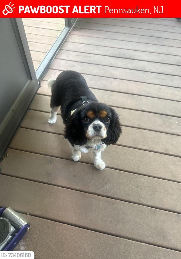 Lost Male Dog last seen Haddonfield road, Pennsauken, NJ 08109