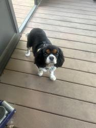 Lost Male Dog last seen Haddonfield road, Pennsauken, NJ 08109