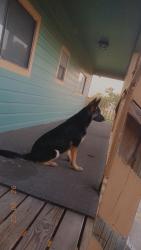 Lost Female Dog last seen Near texas 135, Victoria, TX 77901