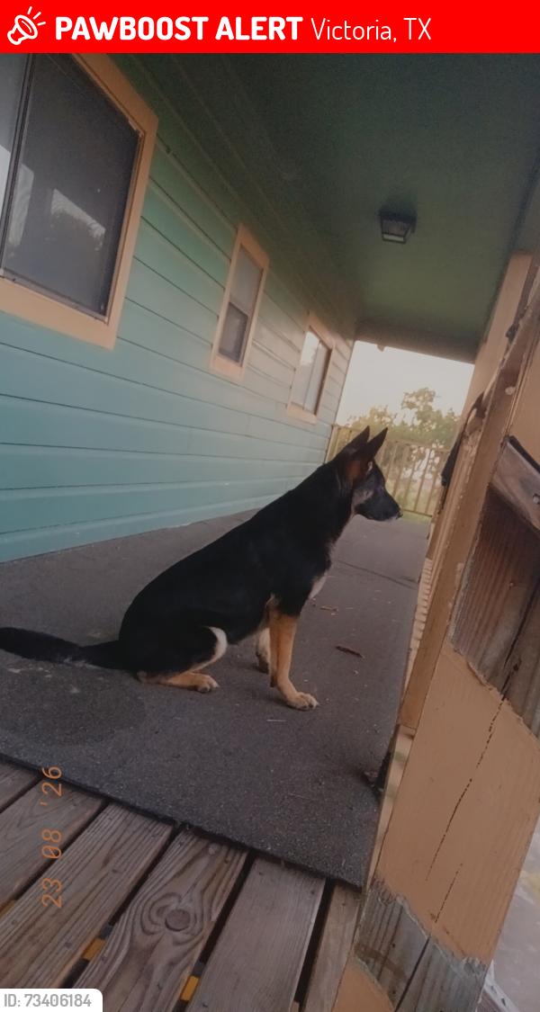Lost Female Dog last seen Near texas 135, Victoria, TX 77901