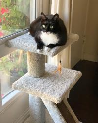 Reunited Male Cat last seen Memorial Park, Carpinteria, CA 93013