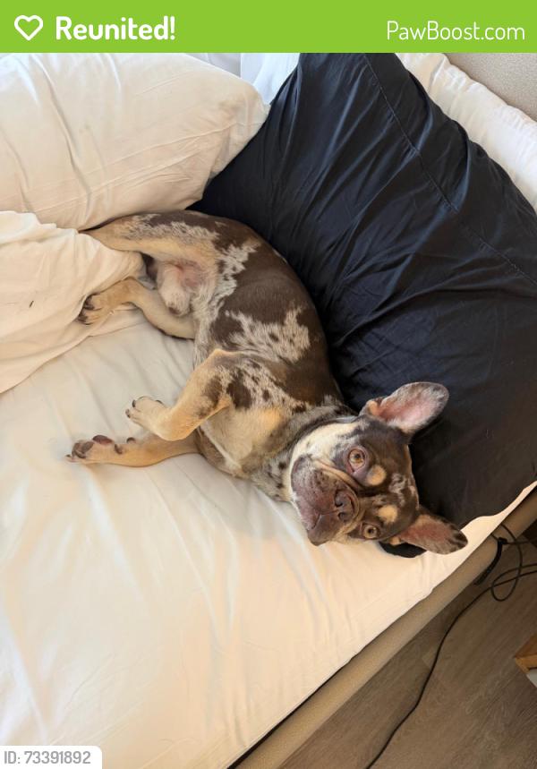 Reunited Male Dog last seen San Jose st, Los Angeles, CA 91311