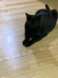Reunited Female Cat last seen Near Wellington Dr, Pittsburgh, PA 15229, USA, Pittsburgh, PA 15229