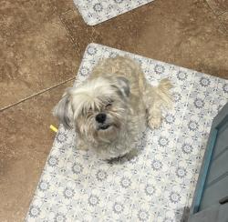 Reunited Female Dog last seen Estrella Vista Park South, Goodyear, AZ 85338