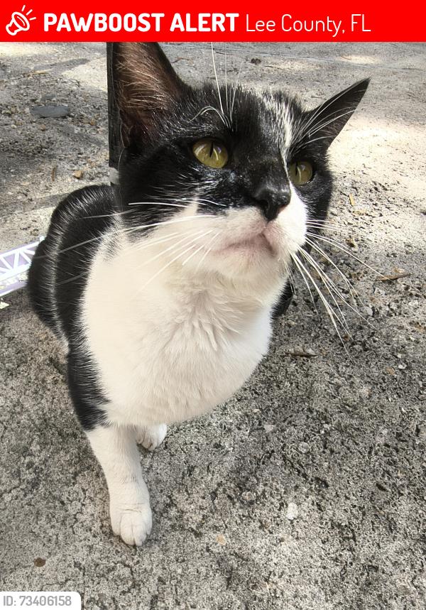 Lost Male Cat last seen Fifth st, Lee County, FL 33905