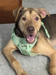 Found/Stray Male Dog last seen Near Costco, Irmo, SC 29212