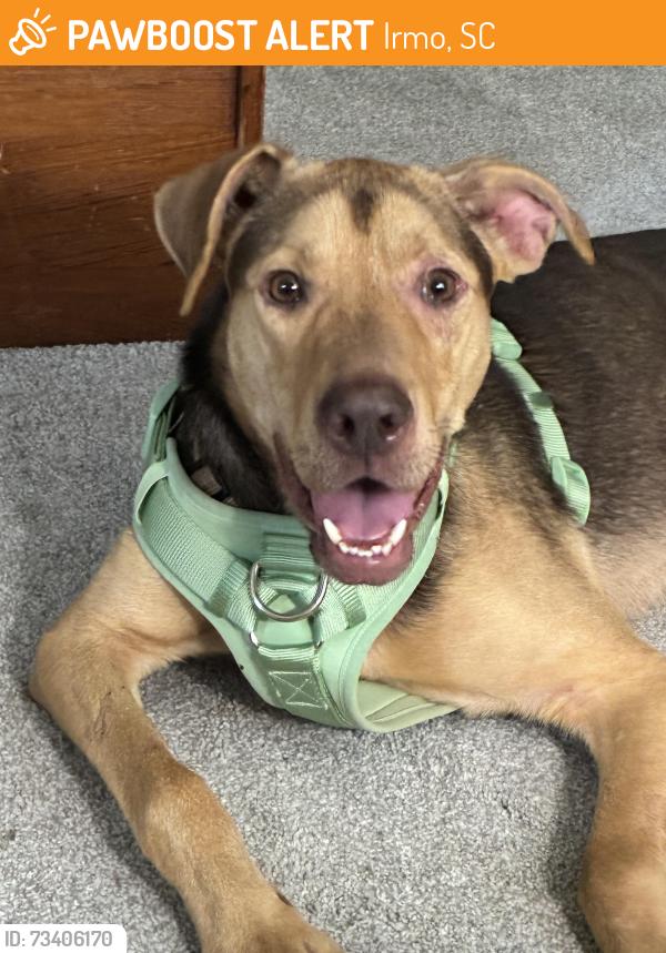Found/Stray Male Dog last seen Near Costco, Irmo, SC 29212