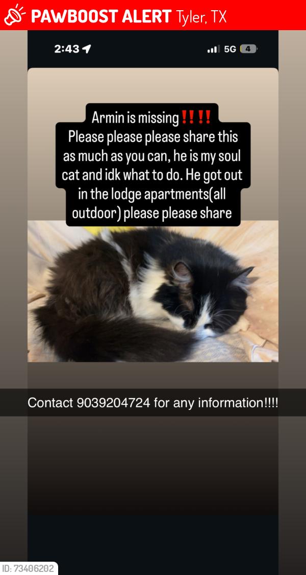 Lost Male Cat last seen Rose hill cemetery, Tyler, TX 75701