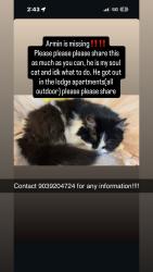 Lost Male Cat last seen Rose hill cemetery, Tyler, TX 75701