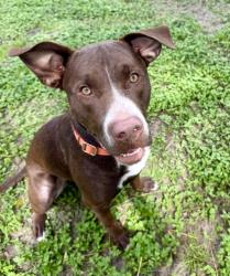 Shelter Stray Male Dog last seen W CARY DR / N WATERFALL TER, Citrus Springs, FL, 4030 S Airport Rd, Inverness, FL 34450, USA