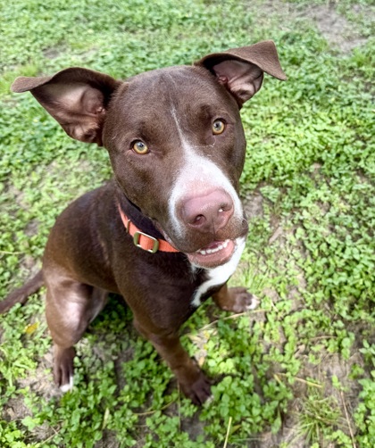 Shelter Stray Male Dog last seen W CARY DR / N WATERFALL TER, Citrus Springs, FL, 4030 S Airport Rd, Inverness, FL 34450, USA