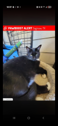Lost Female Cat last seen Georgian R E, Saginaw, TX 76179