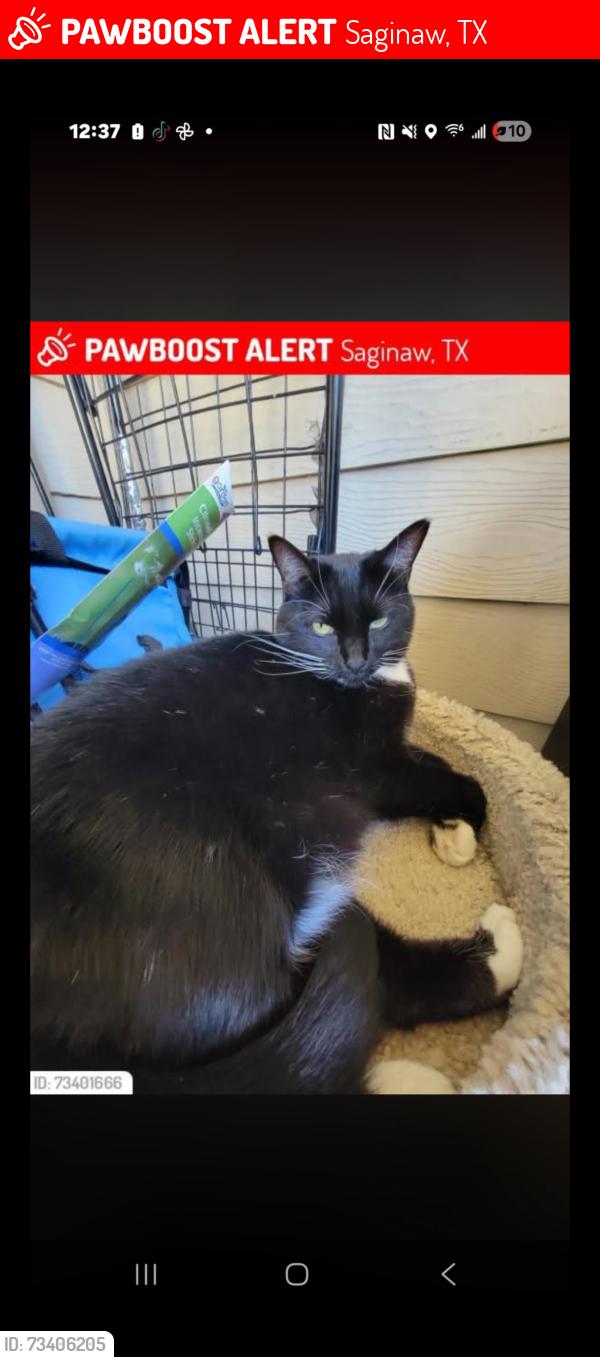 Lost Female Cat last seen Georgian R E, Saginaw, TX 76179