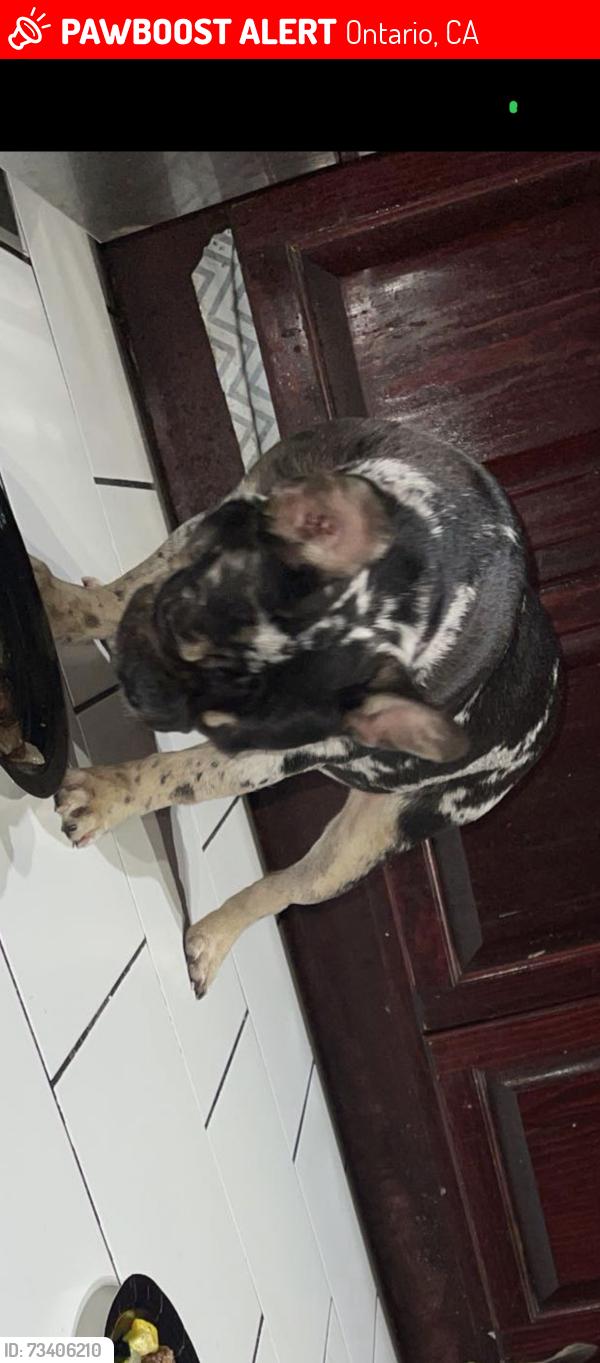 Lost Female Dog last seen Imperial , holt, Ontario, CA 91764
