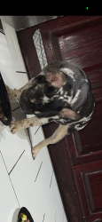 Lost Female Dog last seen Imperial , holt, Ontario, CA 91764