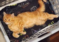 Lost Male Cat last seen Frehill rd, Hendersonville, TN 37075