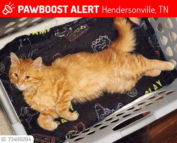 Lost Male Cat last seen Frehill rd, Hendersonville, TN 37075