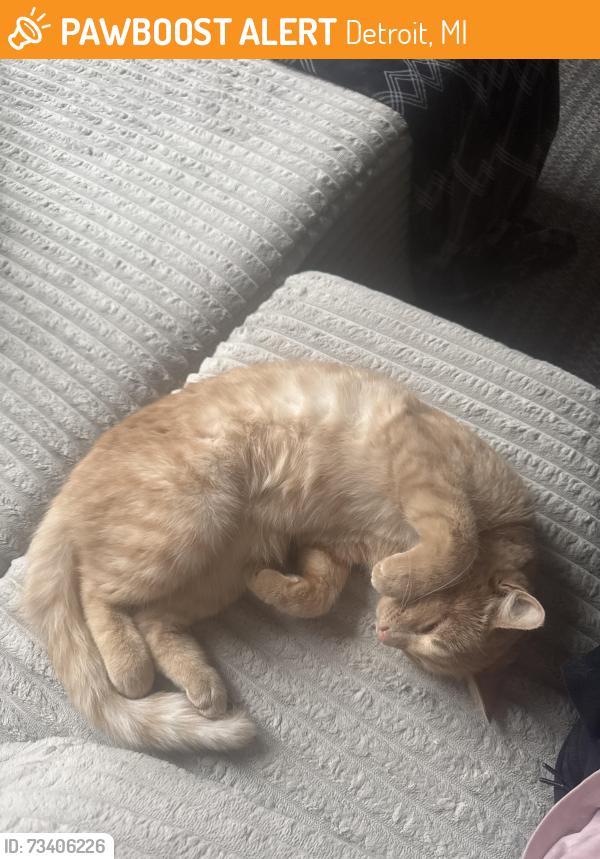 Found/Stray Male Cat last seen Canfield and 3rd Street, Detroit, MI 48201