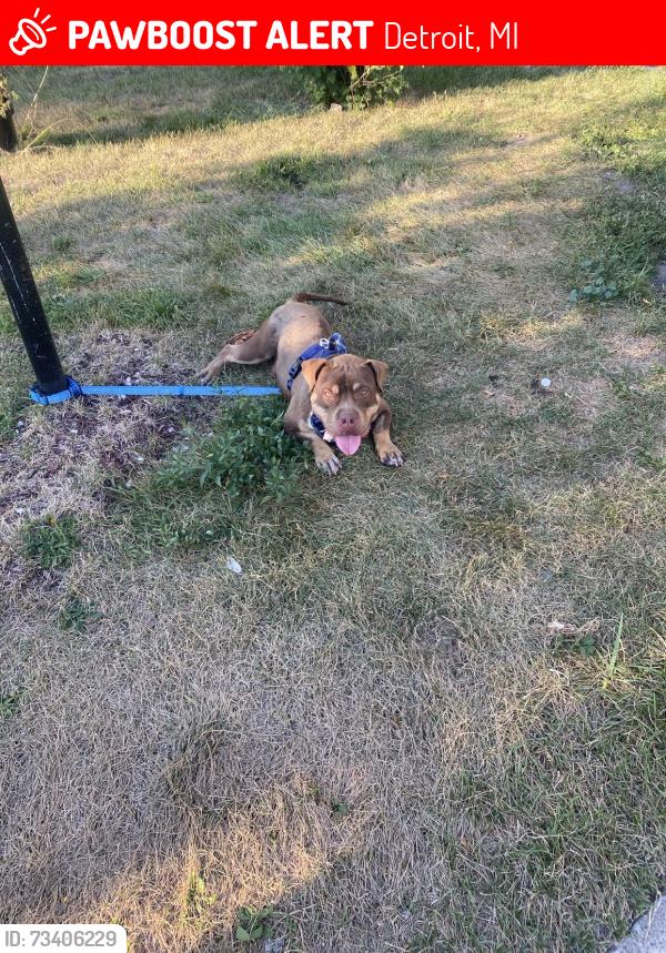Lost Male Dog last seen Haverhill St & Duchess St, Detroit, MI 48224, Detroit, MI 48224