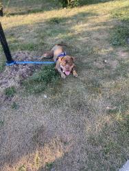 Lost Male Dog last seen Haverhill St & Duchess St, Detroit, MI 48224, Detroit, MI 48224