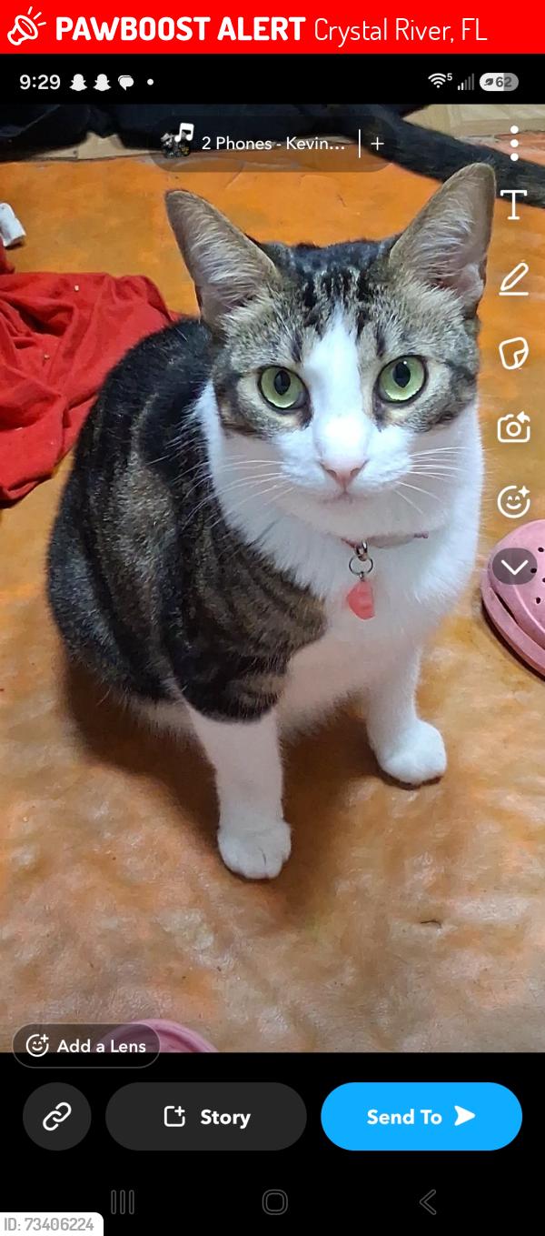 Lost Female Cat last seen Nearest cross streets, Crystal River, FL 34428