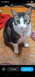 Lost Female Cat last seen Nearest cross streets, Crystal River, FL 34428