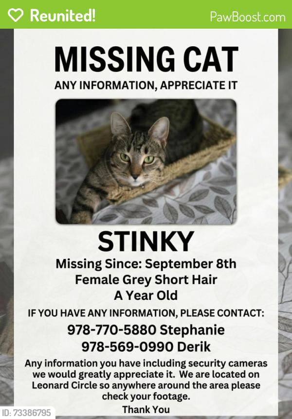 Reunited Female Cat last seen Topman, Lowell, MA 01854