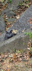 Found/Stray Unknown Cat last seen Near Moores Ct, Brentwood, TN 37027, Franklin, TN 37067