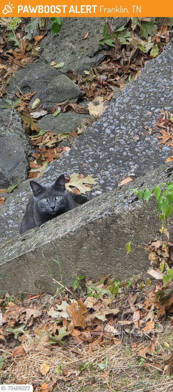 Found/Stray Unknown Cat last seen Near Moores Ct, Brentwood, TN 37027, Franklin, TN 37067