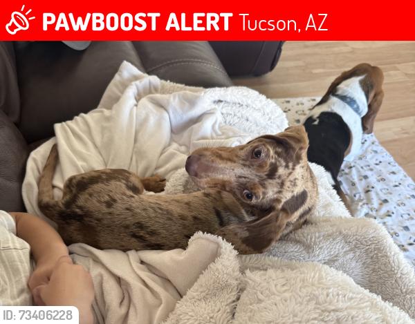 Lost Female Dog last seen Lucky wish bone Harrison/Old Spanish, Tucson, AZ 85710
