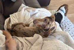 Lost Female Dog last seen Lucky wish bone Harrison/Old Spanish, Tucson, AZ 85710